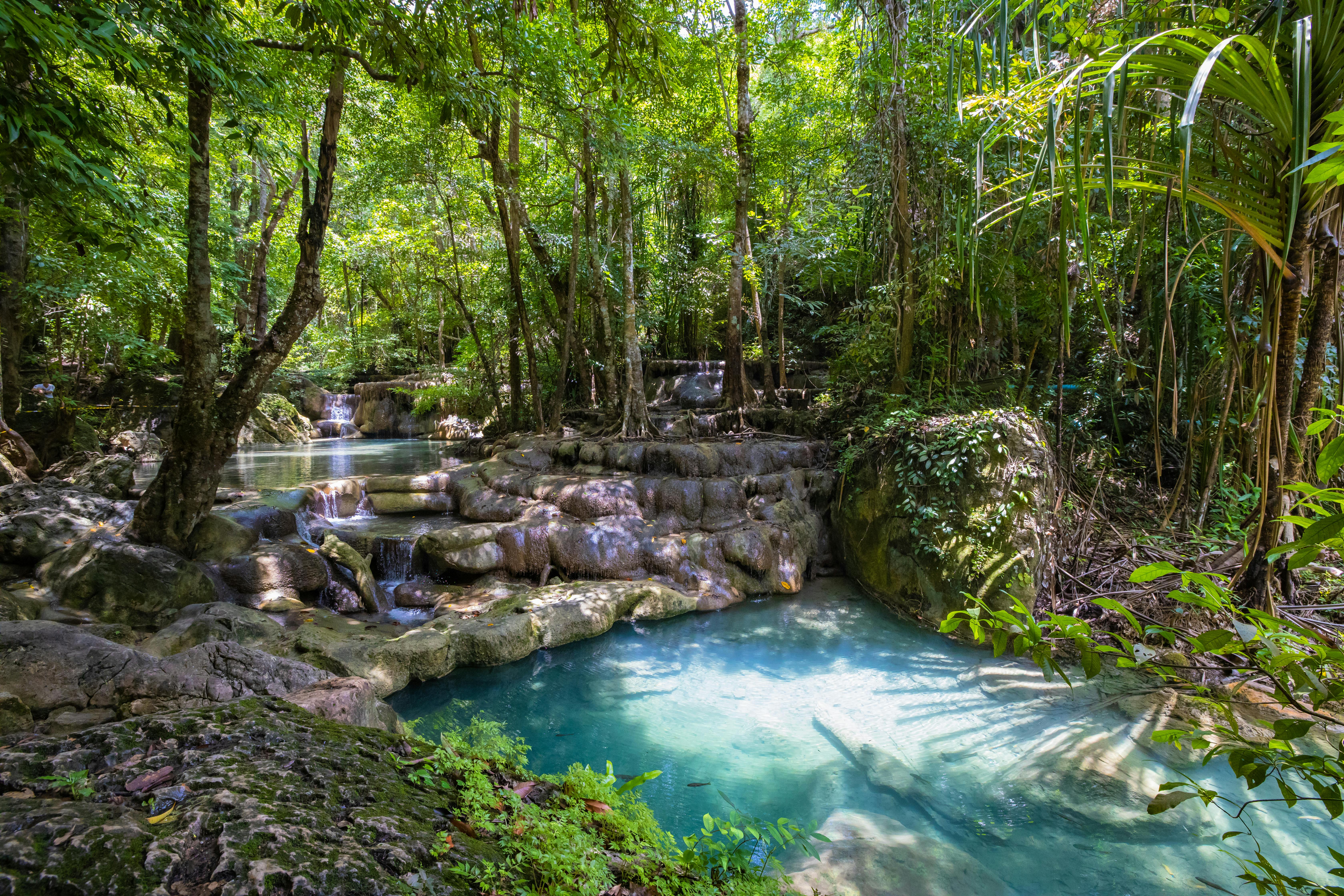 Jungle top mist