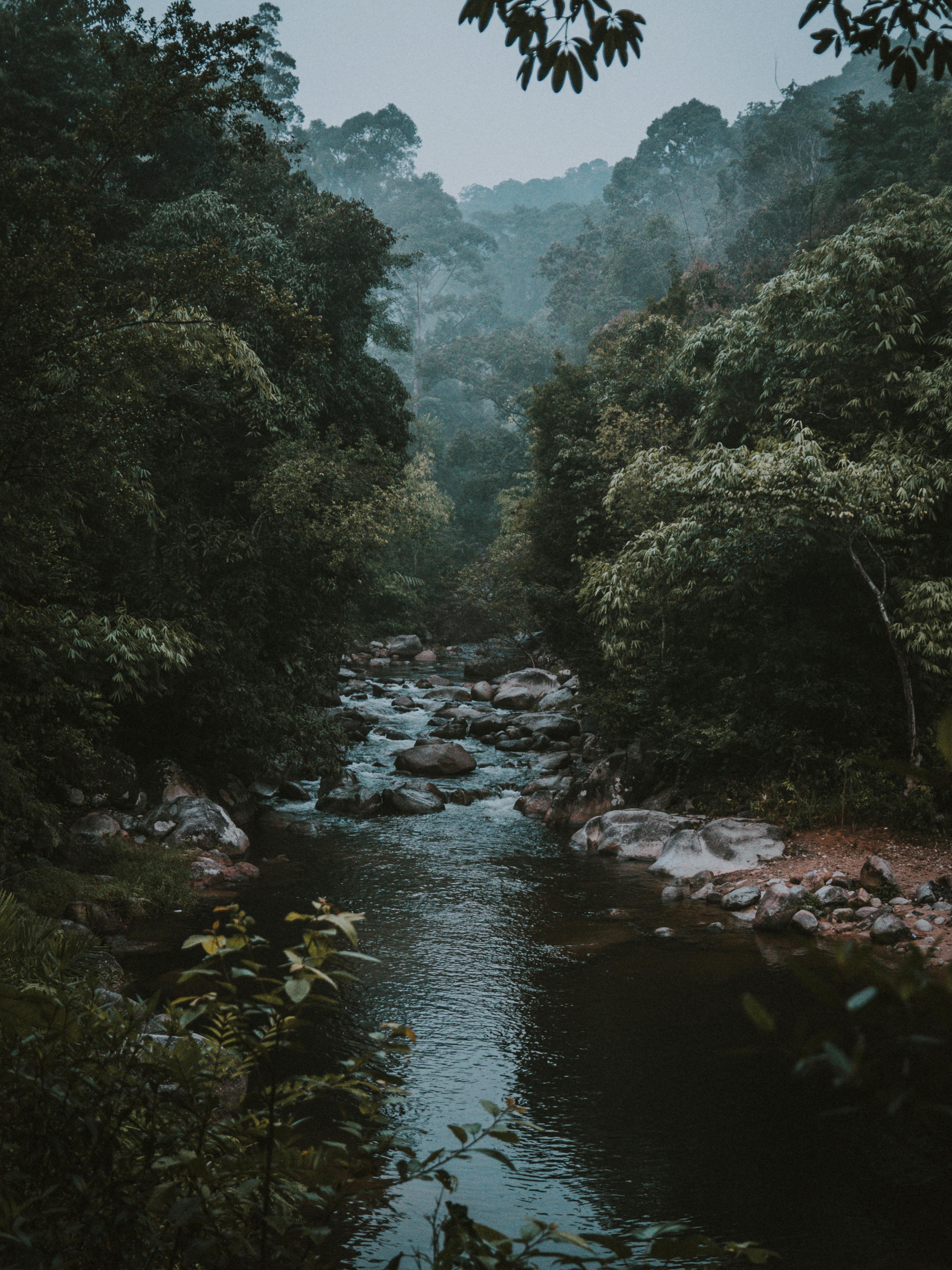Jungle River